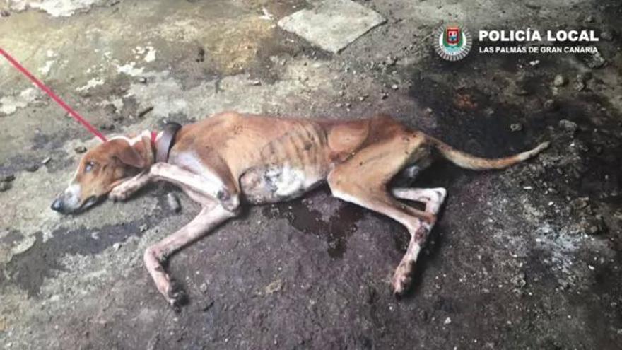 Maltrato animal en el barrio capitalino de Lugarejo