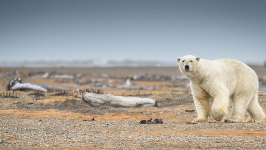 Un oso polar en un entorno sin hielo.