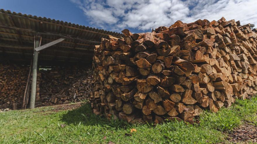 Varios troncos después de un corte de madera en el municipio ourensano de Toén. |   // ALAN PÉREZ