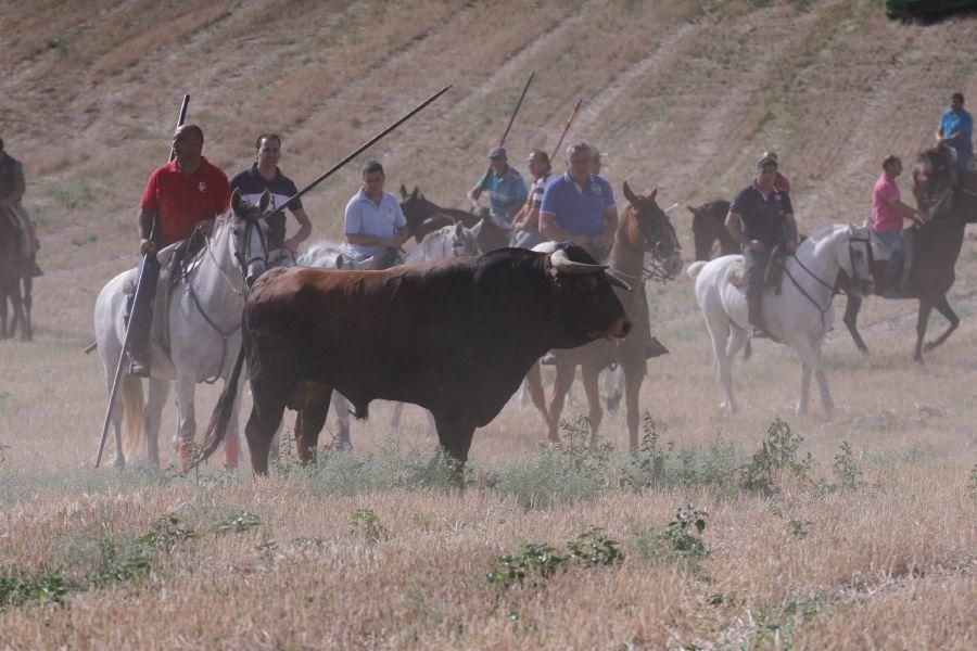 Encierro de campo en Villaescusa