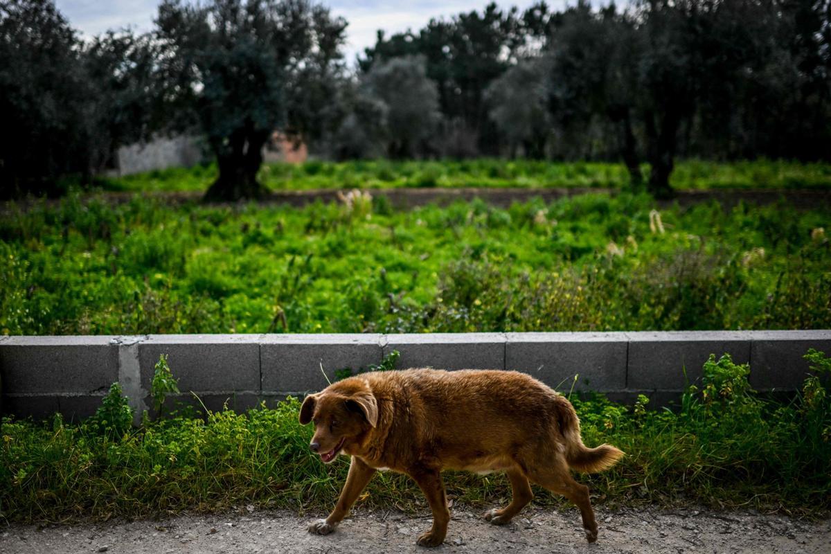 Bobi de 30 años, el perro más viejo del mundo según el Guinness World Records en Conqueiros, Portugal.