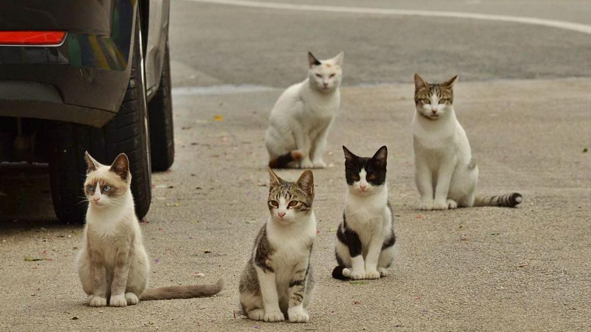 Gats en un carrer d&#039;una població gironina, en una imatge d&#039;arxiu.