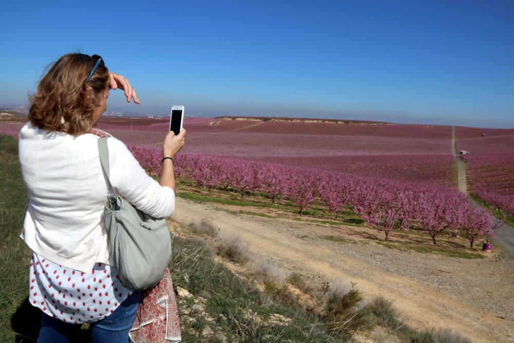 Floració dels camps a Aitona