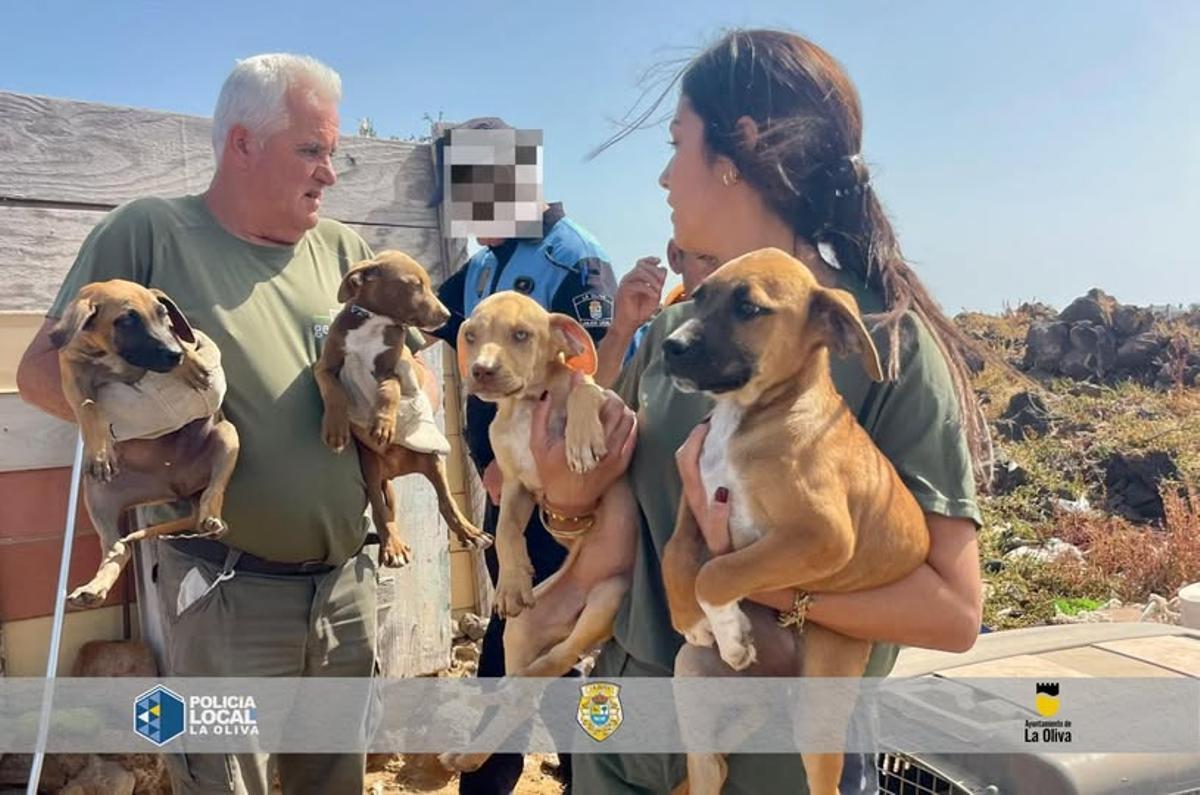 La Policía Local de La Oliva retira siete perros en condiciones inadecuadas en Corralejo