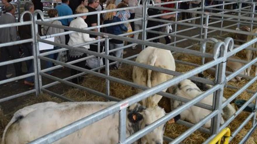 Corrals de bestiar a la Fira de Santa Tecla on s&#039;ha presentat el projecte del Primer Sector