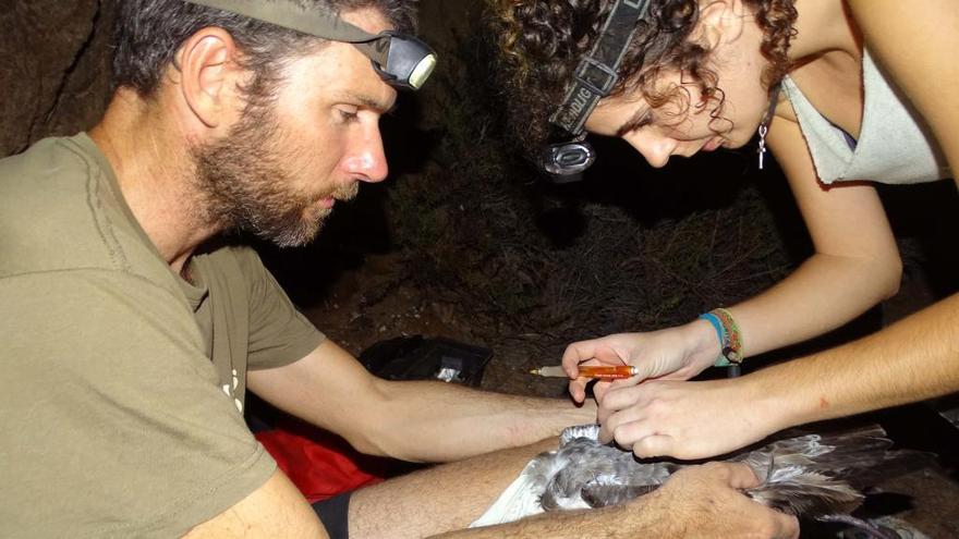 Marcando una pardela cenicienta en la isla de Terreros