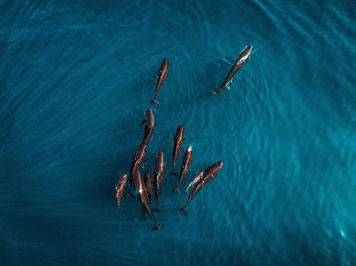 Ejemplares de calderón negro o calderón común (Globicephala melas), una especie de la familia de los delfines habitual en el Mediterráneo.