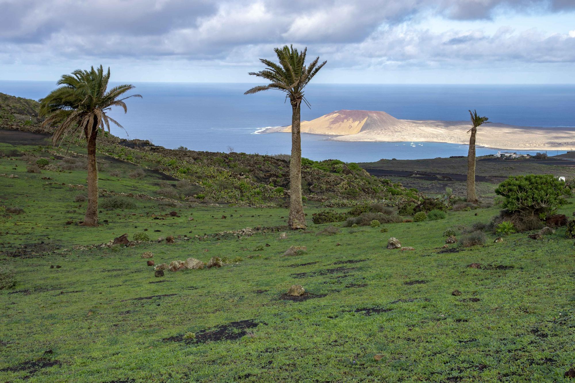 El norte de Lanzarote se tiñe de verde tras las recientes lluvias de este invierno