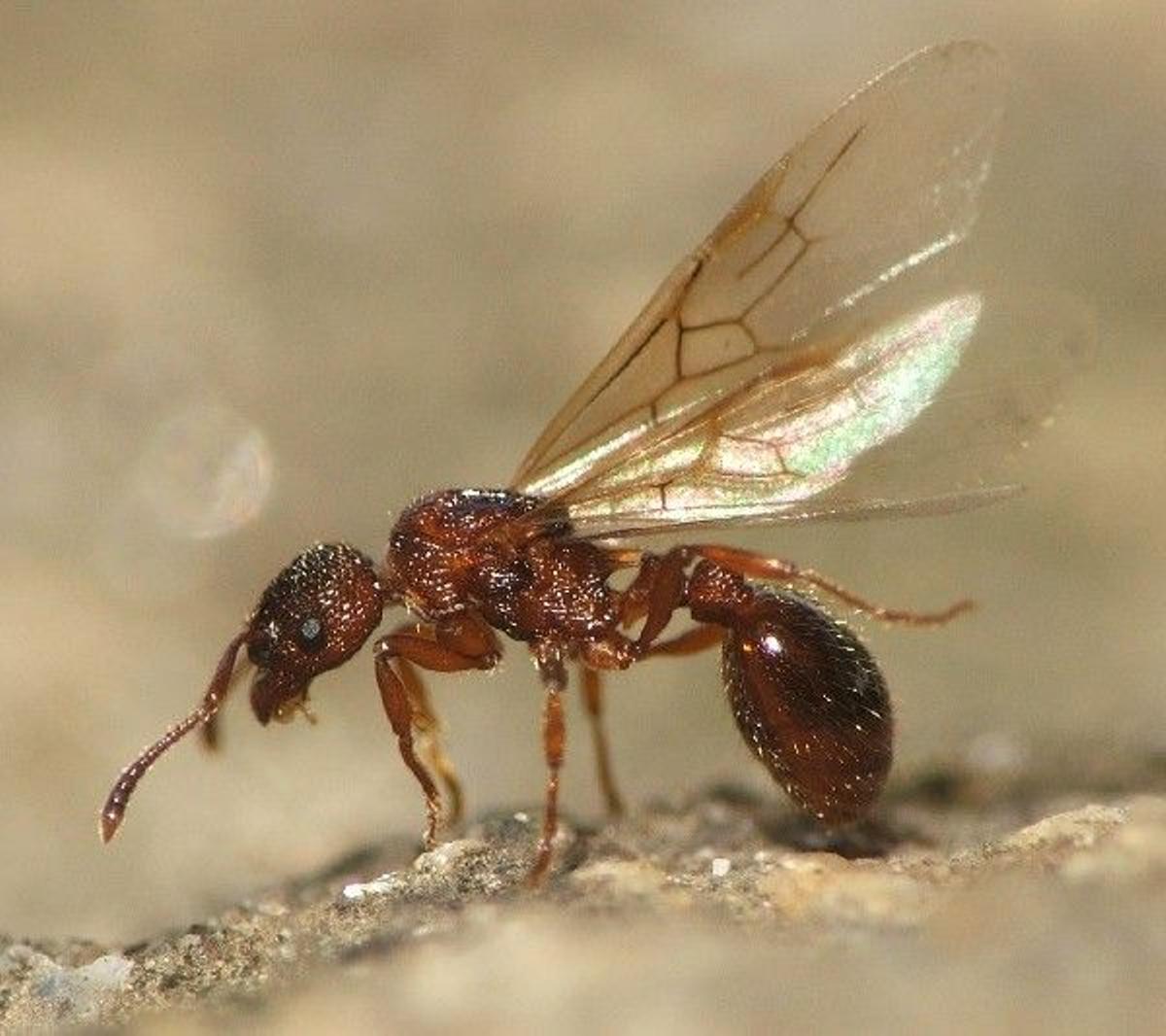 Hormiga voladora