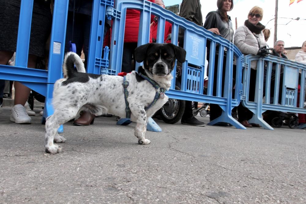 Bendición de los animales en Cartagena