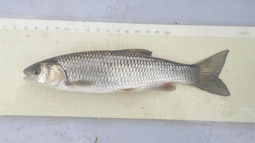 A la riera, s’ha detectat el retorn de diverses espècies autòctones de peixos com bagres i barb roig.