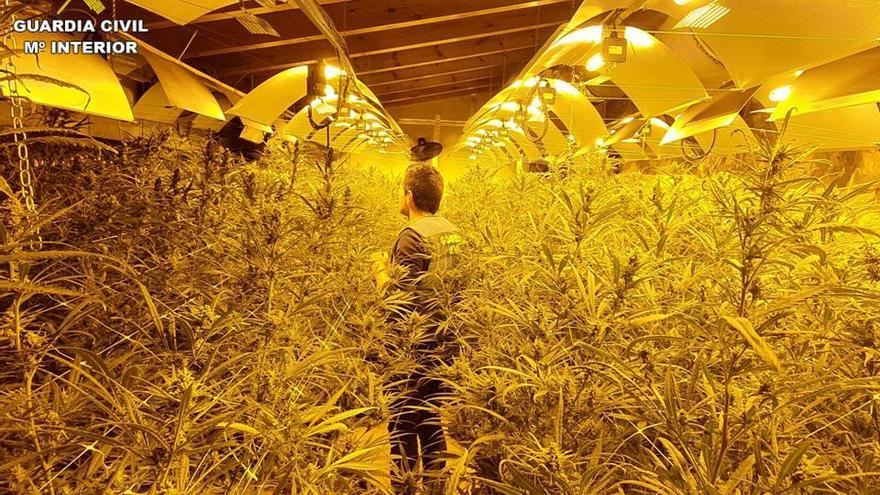 Desmantelan tres cultivos con 600 plantas de marihuana en Pedreguer, Benissa y Dénia