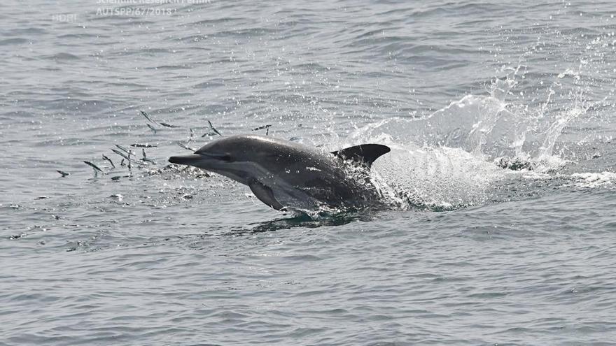 Un delfín común avistado por el BDRI en su última expedición.