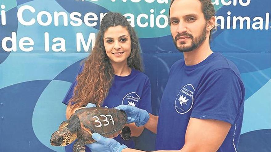 Tècnics de tota Espanya preparen un protocol d’atenció a tortugues