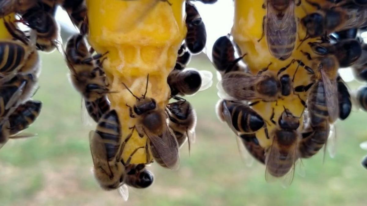 Königinnen in ihren Zellen: Auch zu diesem Thema werden Züchter beraten.  | FOTO: PETZOLD