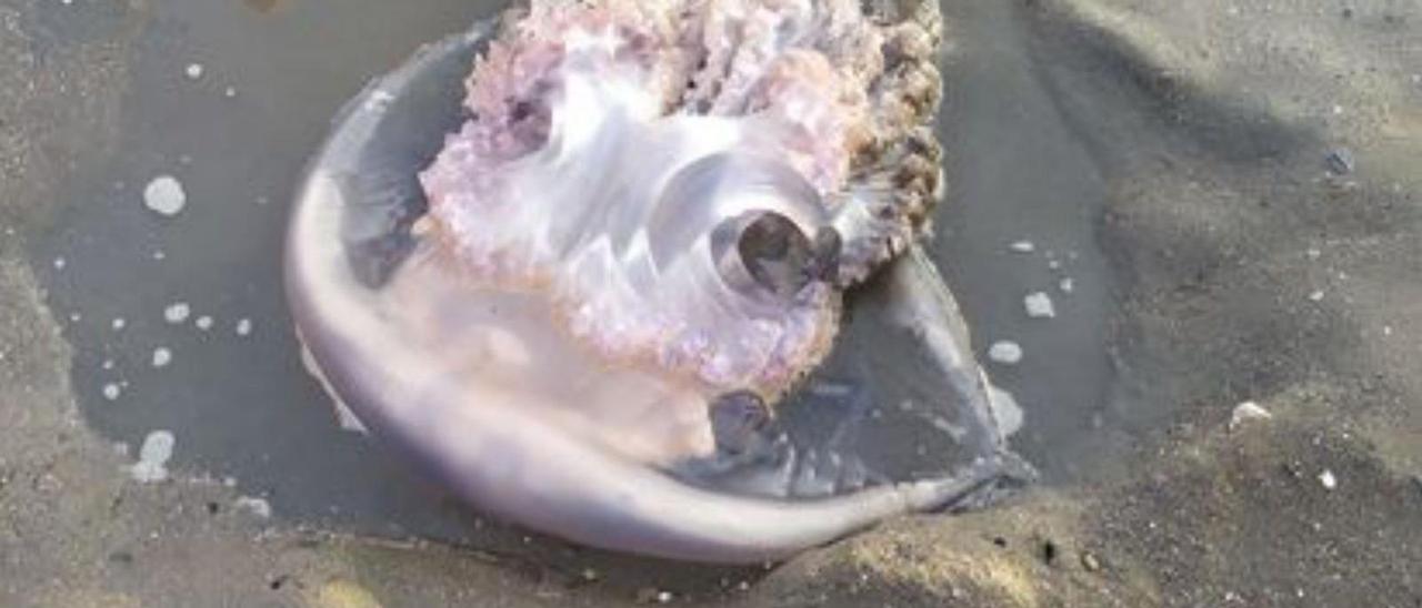 Una gran medusa en el rebalaje de una playa de Málaga.