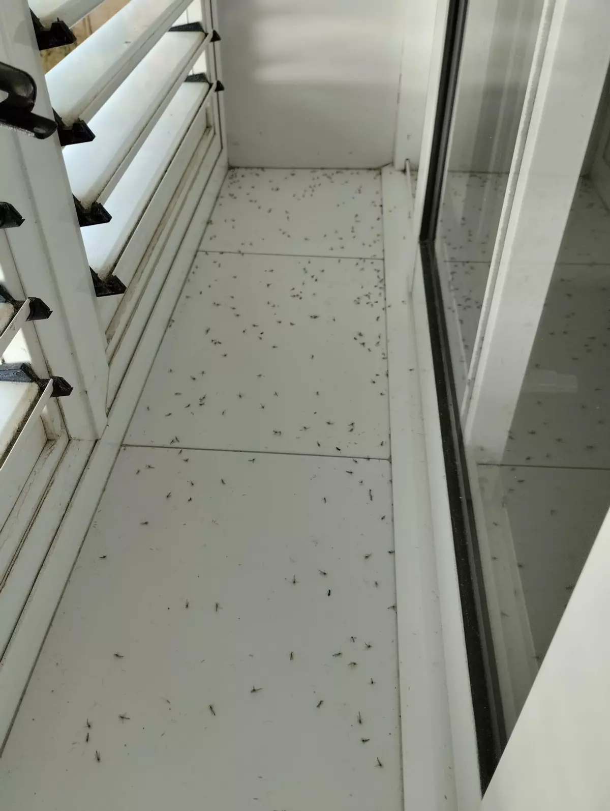 Las nubes de mosquitos siguen castigando a una playa de Sagunt en plena ola de calor