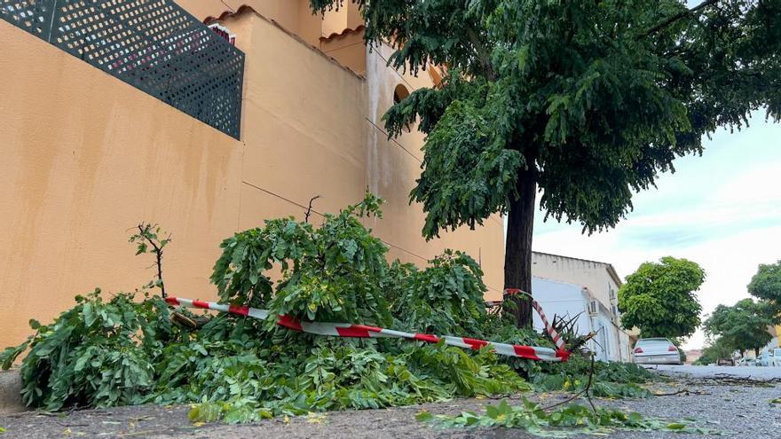 Ramas de árboles caídas por el temporal en la barriada cacereña de Aldea Moret