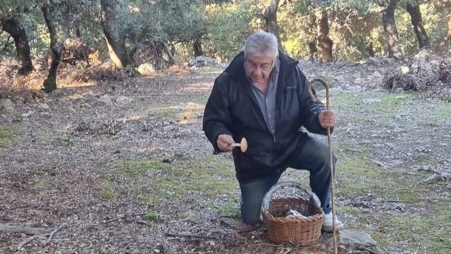 Temporada de setas en Mallorca | El micólogo Carles Constantino: “Ha sido una temporada horrible”