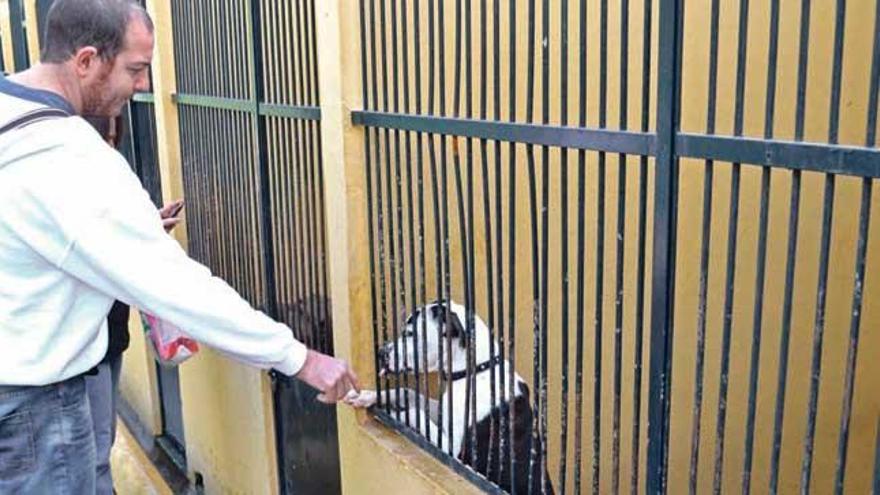El centro de protección animal de Son Reus incineró a 2.336 mascotas en 2015