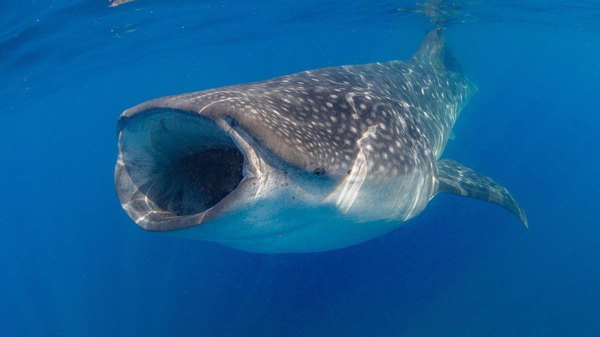 Tiburón ballena en el océano