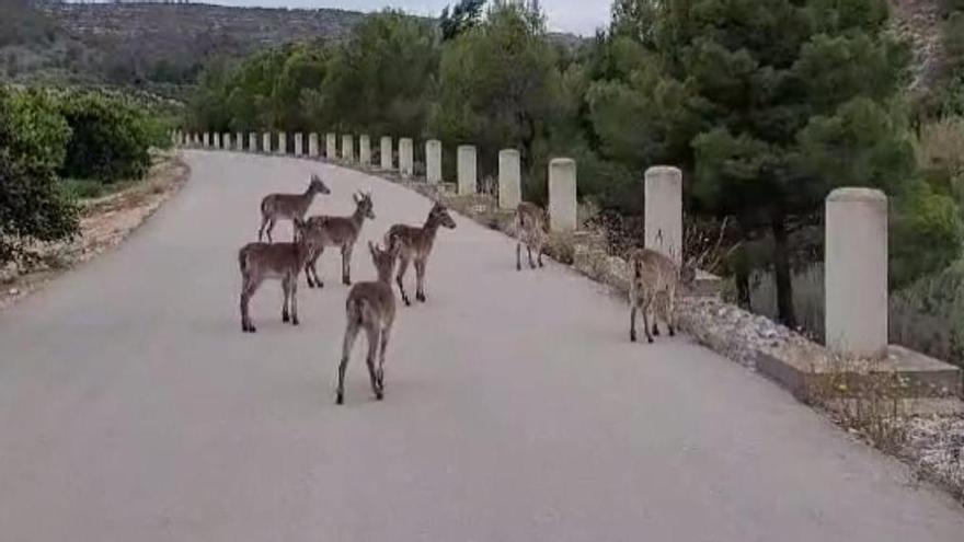Un grupo de cabras en un camino rural.