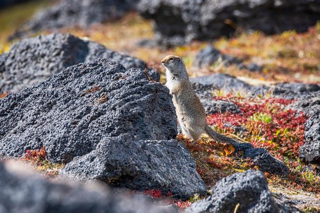 Animal Kamchatka, Russia