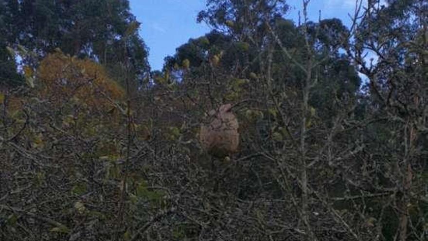 El nido de velutina está entre las ramas de un manzano.