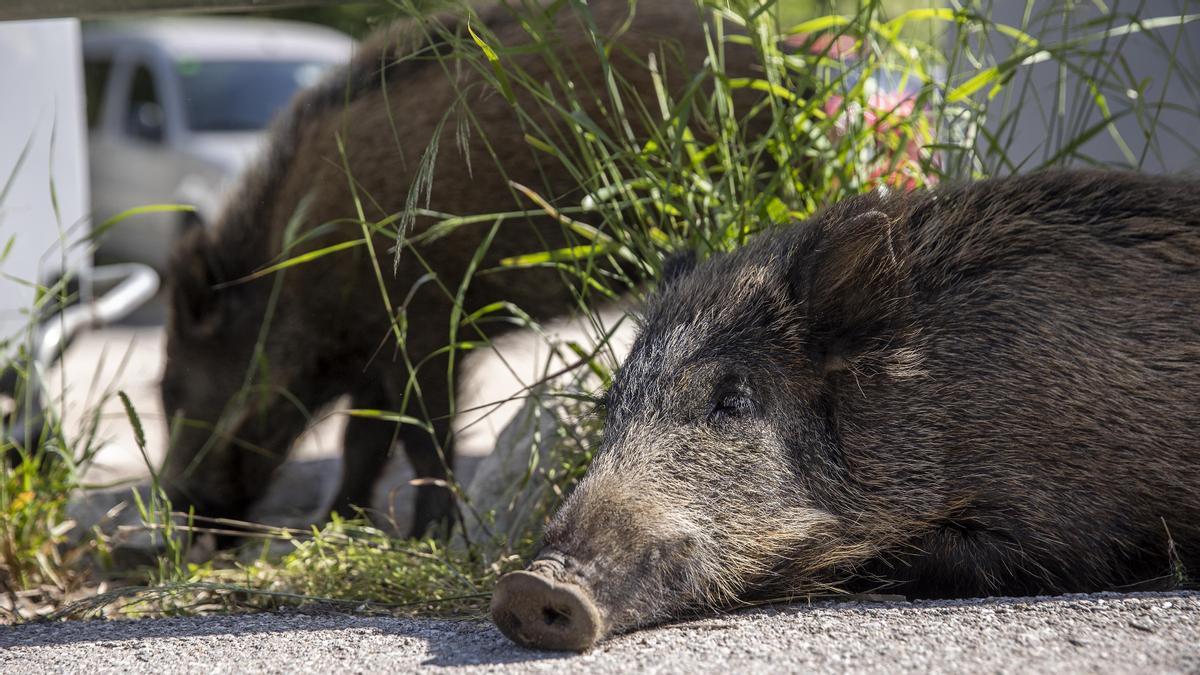 Els senglars necessiten que els humans de Barcelona deixin d’alimentar-los