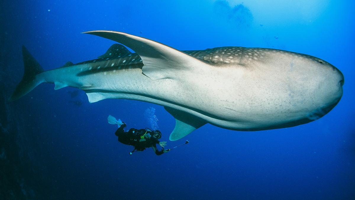 El tiburón ballena, el pez más grande del mundo, es uno de los grandes sueños para quienes viajan a Maldivas por su vida marina.