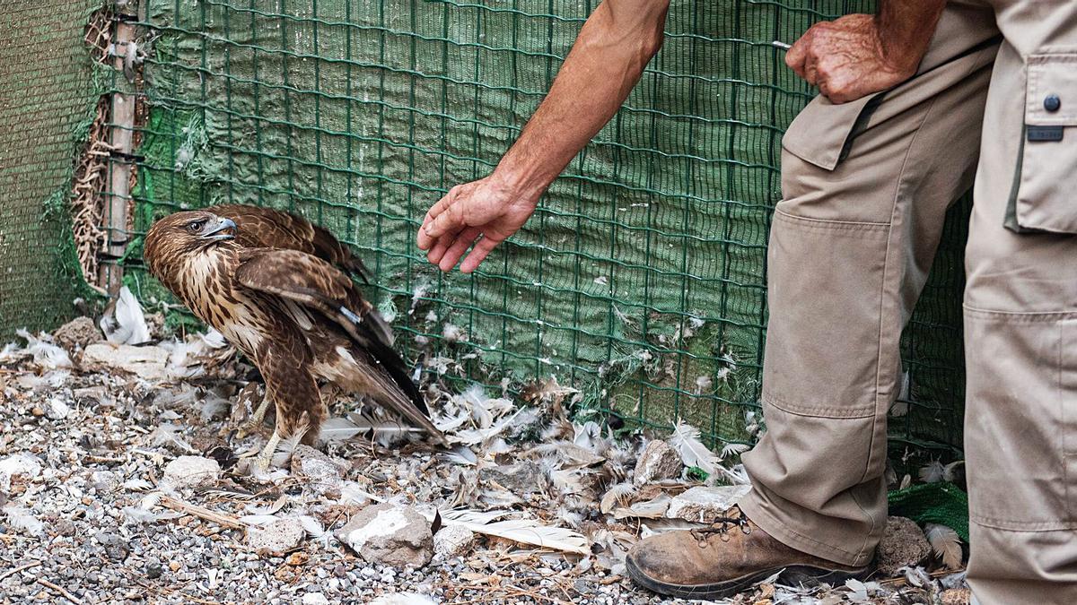 El centro de fauna silvestre de Tafira  se consolida como referente europeo