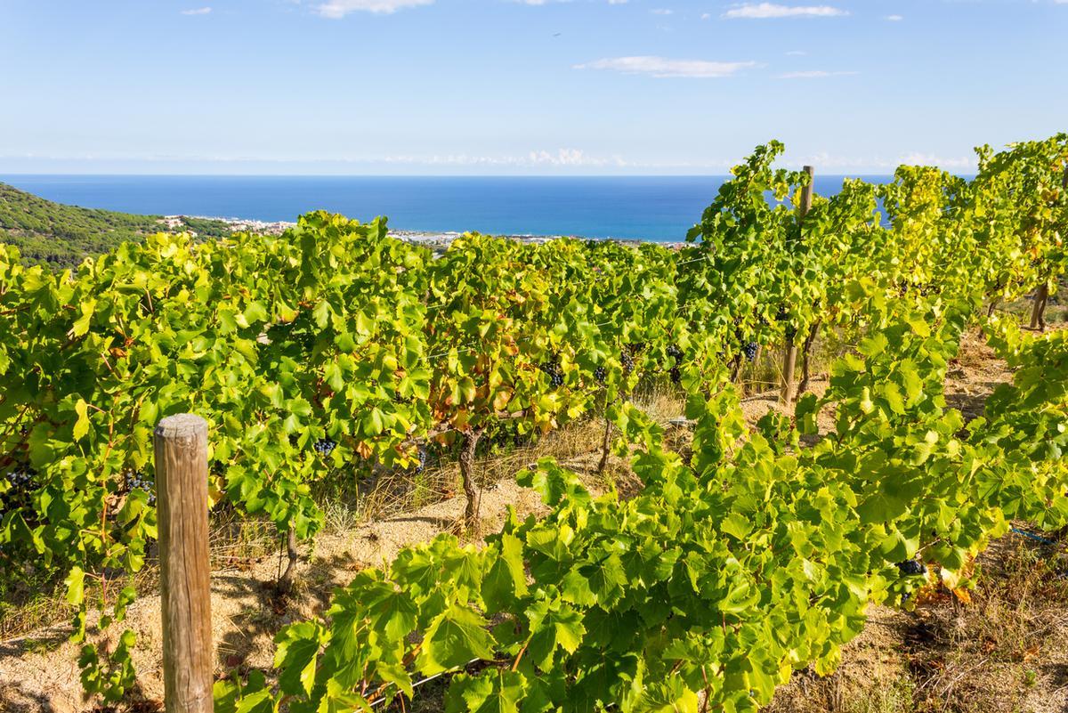 Viñedos en Alella.