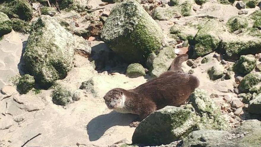 La nutria que disfrutó de un día de playa en Vigo