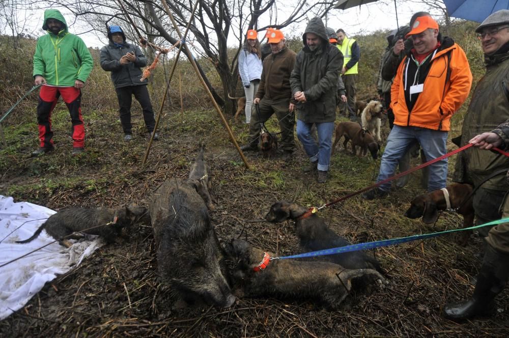 Curso de rastreo con perros de sangre