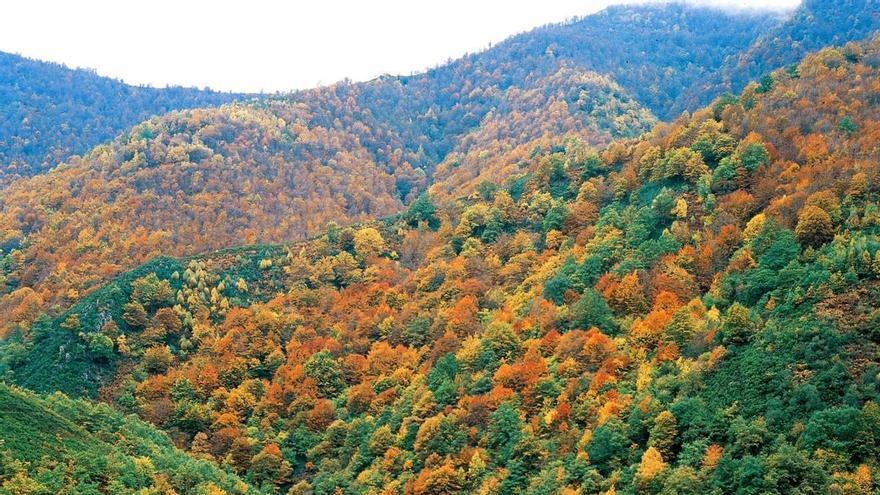 Tras un incendio, el bosque se cura solo