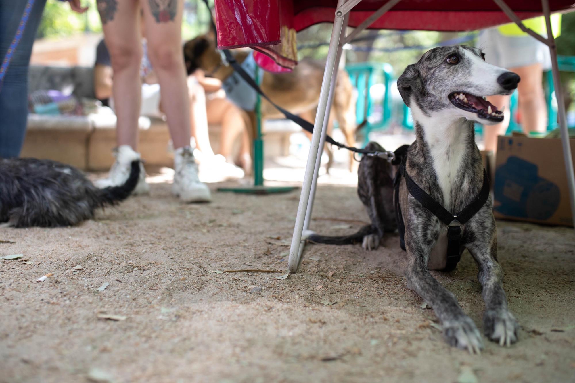 Concurso de mascotas Guaupísimos