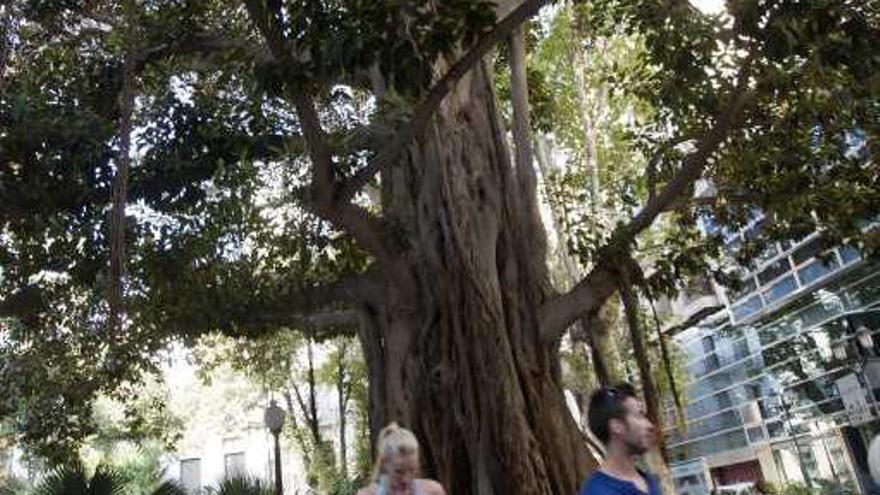 Un centenar de árboles de la ciudad serán declarados monumentales
