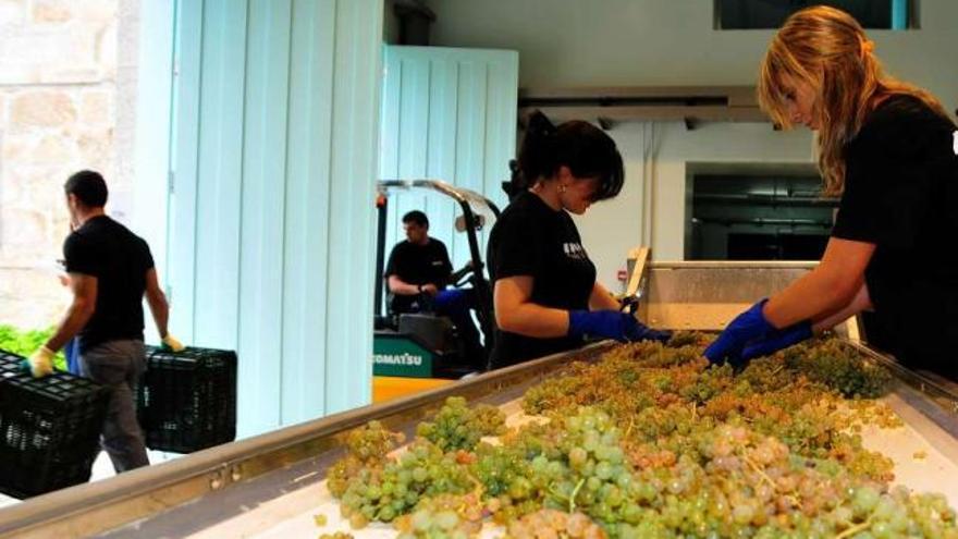 Entrada de uva en una bodega arousana, la pasada vendimia.  // Iñaki Abella