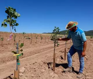 La UCO crea el primer banco andaluz de germoplasma para el pistacho