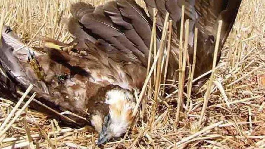 El fiscal acusa al socio de un columbario de matar aves de rapiña con veneno