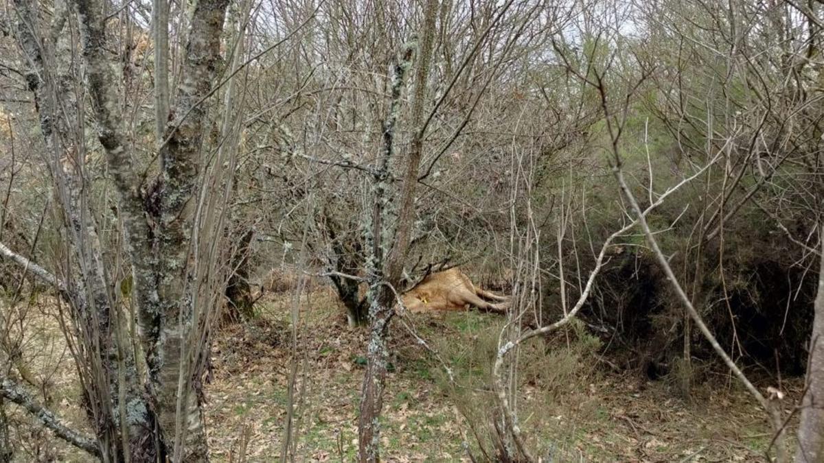 Aparecen más vacas muertas de una ganadería "abandonada" en Chanos