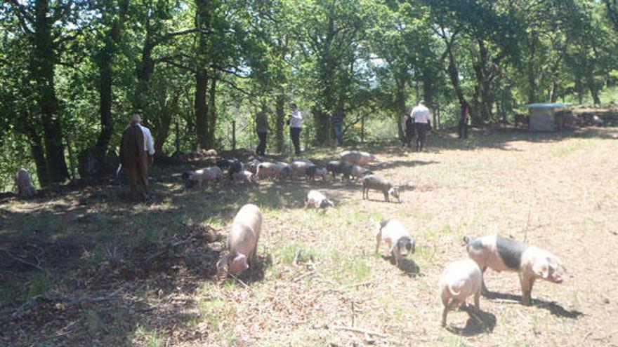 Los cerdos pastorean libremente en una finca con carballos.  // D.P.