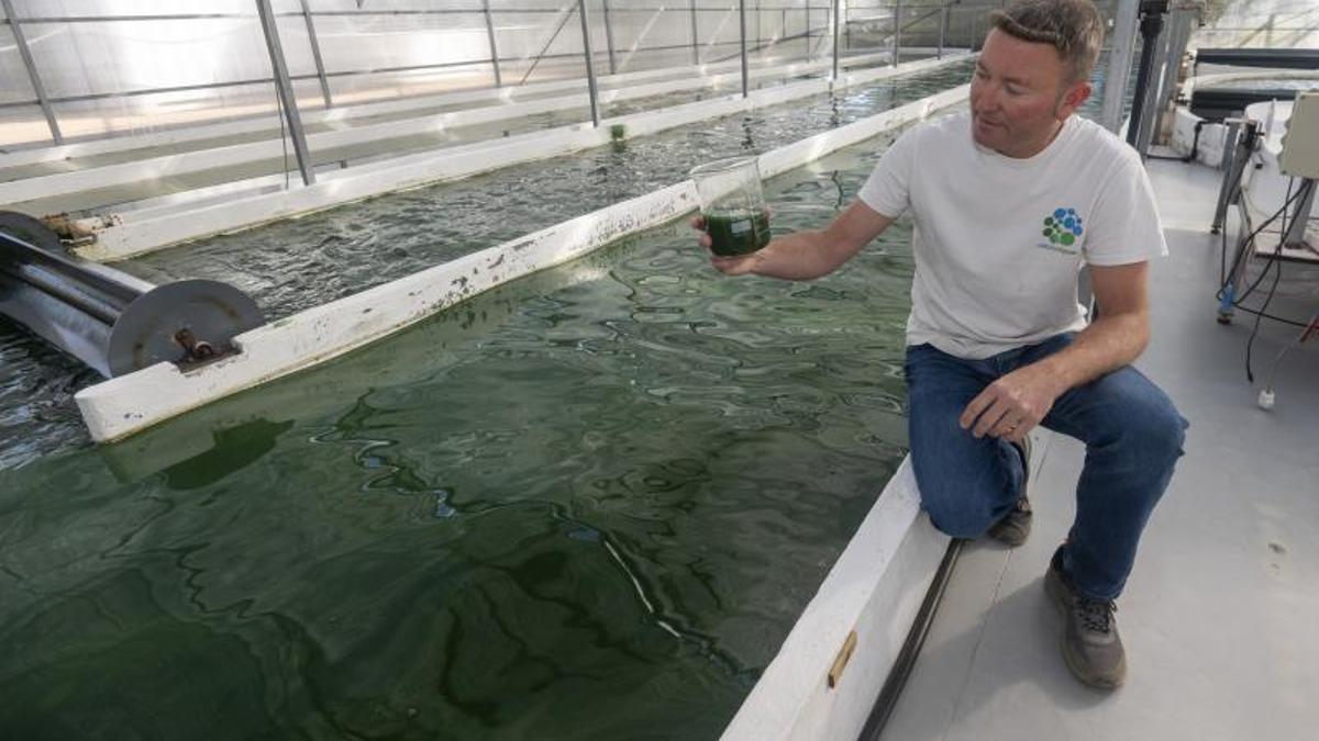 Microalgae Lab, la primera empresa en iniciarse en el cultivo de algas en Catalunya, cultiva espirulina en Tarragona