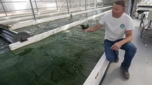 Microalgae Lab, la primera empresa en iniciarse en el cultivo de algas en Catalunya, cultiva espirulina en Tarragona