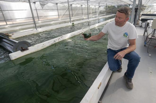 Microalgae Lab, la primera empresa en iniciarse en el cultivo de algas en Catalunya, cultiva espirulina en Tarragona