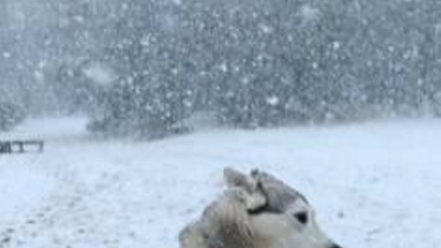 Un husky explorador. reuters