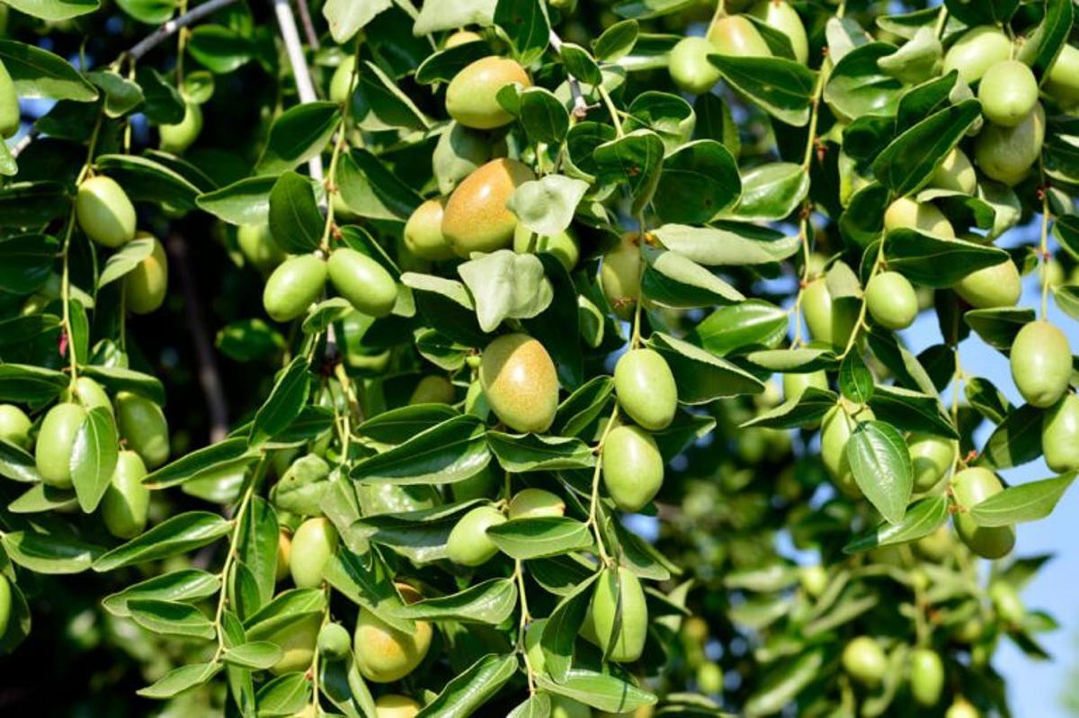 El aceite de jojoba se extrae de un pequeño arbusto original de Estados Unidos y de México