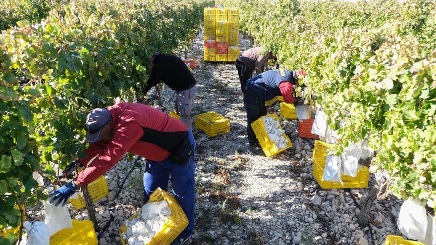 La uva embolsada del Vinalopó mantendrá la facturación pese a reducirse la cosecha un 9 %