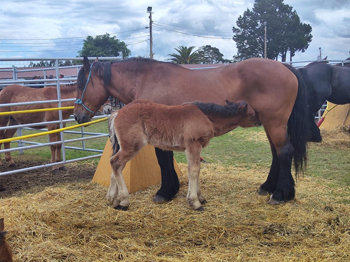 La feria de San Isidro, en imágenes