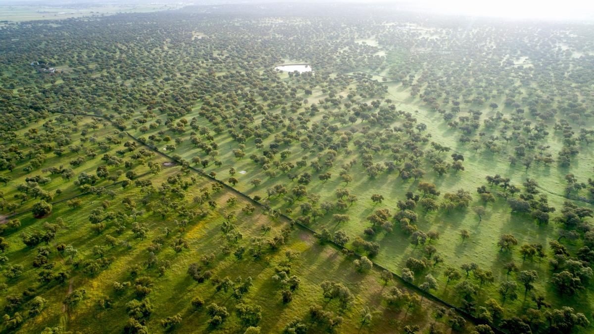 Dehesa de Los Pedroches, en Córdiba, la mayor del mundo con más de 360.000 hectáreas de extensión.